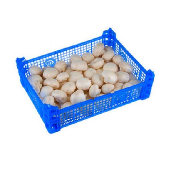 Champignons 3Kg